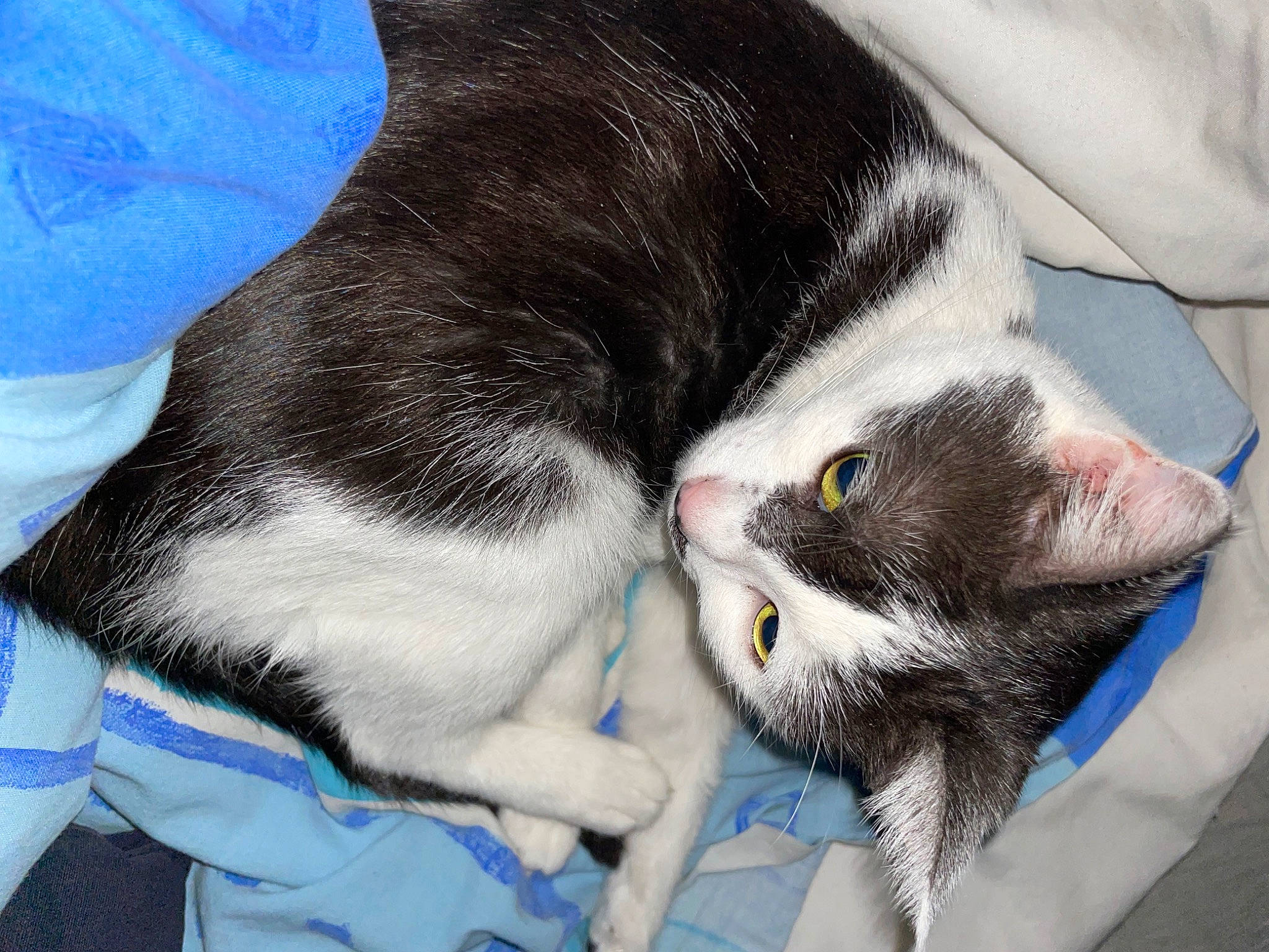 Câline a rejoint le concours — aidez-le/la à gagner de superbes lots ! canidae, carnivore, cat, claw, comfort, domestic_short_haired_cat, electric_blue, felidae, fur, grey, linens, nap, paw, sleep, small_to_medium_sized_cats, snout, tail, whiskers