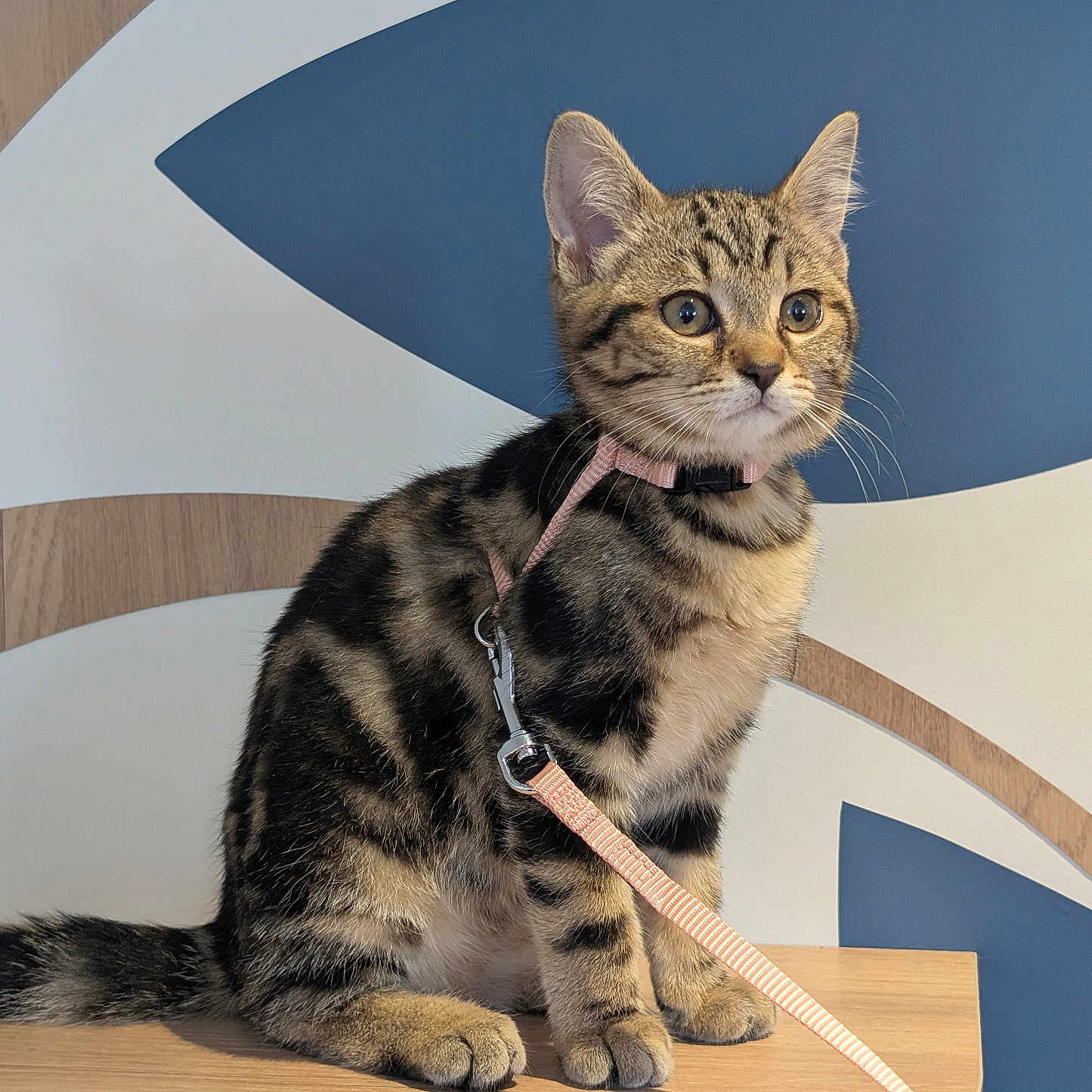 Nala a rejoint le concours — aidez-le/la à gagner de superbes lots ! animal, background_pattern, cat, closeup, collar, curious, cute, domestic_cat, ears, feline, indoor, kitten, leash, pet, sitting, striped, tabby, whiskers, wooden_table, young_cat