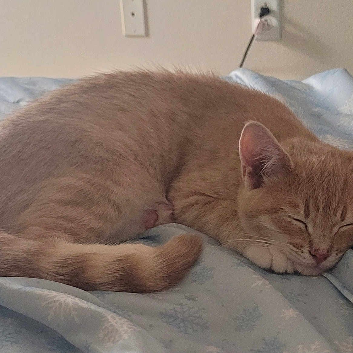 Alphonse is registered to the contest to win money with this photo: abyssinian, angora, animal, bed, bedroom, bedsheet, blanket, cat, cushion, furniture, homedecor, indoors, kitten, linen, manx, person, pet, quilt, room, sleeping