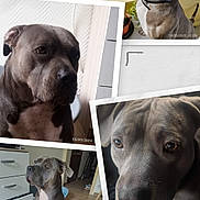 Roma a rejoint le concours — aidez-le/la à gagner de superbes lots ! animal, close_up, collage, collar, dog, ears, eyes, floor, furniture, gray_dog, indoor, note, outdoor, pet, plant, portrait, side_profile, sitting, white_chest, wooden_floor