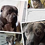 animal, close_up, collage, collar, dog, ears, eyes, floor, furniture, gray_dog, indoor, note, outdoor, pet, plant, portrait, side_profile, sitting, white_chest, wooden_floor