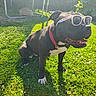 dog, sunglasses, grass, outdoor, sunlight, collar, pet, black_dog, white_paws, trampoline, greenery, happy, summer, nature, shadow, smiling, canine, playful, leisure, yard