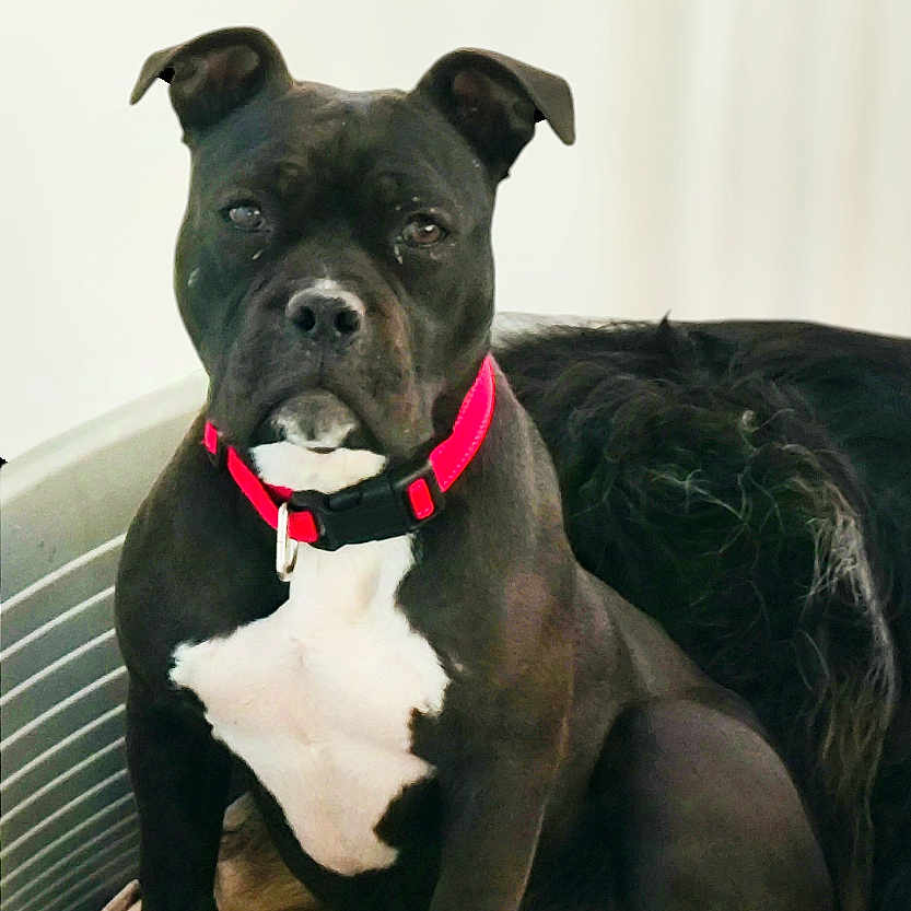 Pika a rejoint le concours — aidez-le/la à gagner de superbes lots ! dog, black_dog, pet_bed, pink_collar, white_chest, indoor, animal, canine, sitting, blanket, cute, alert, portrait, domestic_animal, fur, mammal, companion, household, resting, young_dog