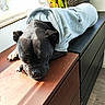 Pika participe au concours pour gagner de l'argent avec cette photo : dog, black_dog, hoodie, sleeping, sunlight, wooden_furniture, dresser, indoor, plant, basket, cozy, nap, pet, calm, resting, window, daylight, floor, home, relaxation