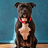 alert, animal, black_and_white, blue_background, calm, canine, companion, dog, domestic_animal, flooring, friendly, indoor, looking_at_camera, pet, portrait, red_collar, short_fur, sitting, staffordshire_bull_terrier, wooden_floor
