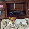 Troubles is registered to the contest to win money with this photo: animal, blur, brown, canine, dog, dog_bed, domestic_animal, electronics, floor, furniture, household, indoor, living_room, motion_blur, pet, remote_control, resting, small_dog, white, wooden_cabinet