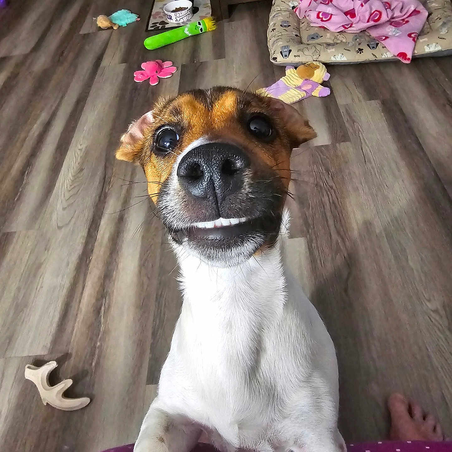 Troubles is registered to the contest to win money with this photo: dog, close_up, smiling, toy, floor, pet_bed, blanket, wooden_floor, indoor, playful, curious, paw, nose, fur, animal, pet, canine, home, comfort, cheerful