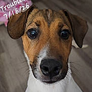 Troubles joined the competition — help win amazing prizes! dog, close_up, portrait, pet, indoor, brown, white, canine, face, ears, whiskers, fur, animal, looking_at_camera, cute, domestic_animal, snout, expression, background_blur, text_overlay