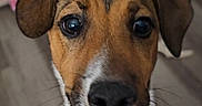 Troubles joined the competition — help win amazing prizes! animal, background_blur, brown, canine, close_up, cute, dog, domestic_animal, ears, expression, face, fur, indoor, looking_at_camera, pet, portrait, snout, text_overlay, whiskers, white