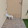 Troubles joined the competition — help win amazing prizes! animal, backyard, beige_wall, brick_wall, canine, cone, curious, daylight, dog, domestic_animal, grass, outdoor, pavement, paving_stones, pet, quiet, side_view, small_dog, vent, young_dog