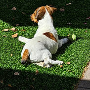 Troubles is registered to the contest to win money with this photo: animal, brown_fur, daytime, dog, grass, lawn, leaves, nature, outdoor, paw, pet, playing, relaxing, shadow, small_dog, sunlight, tail, tennis_ball, watermark, white_fur