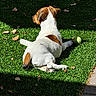 animal, brown_fur, daytime, dog, grass, lawn, leaves, nature, outdoor, paw, pet, playing, relaxing, shadow, small_dog, sunlight, tail, tennis_ball, watermark, white_fur