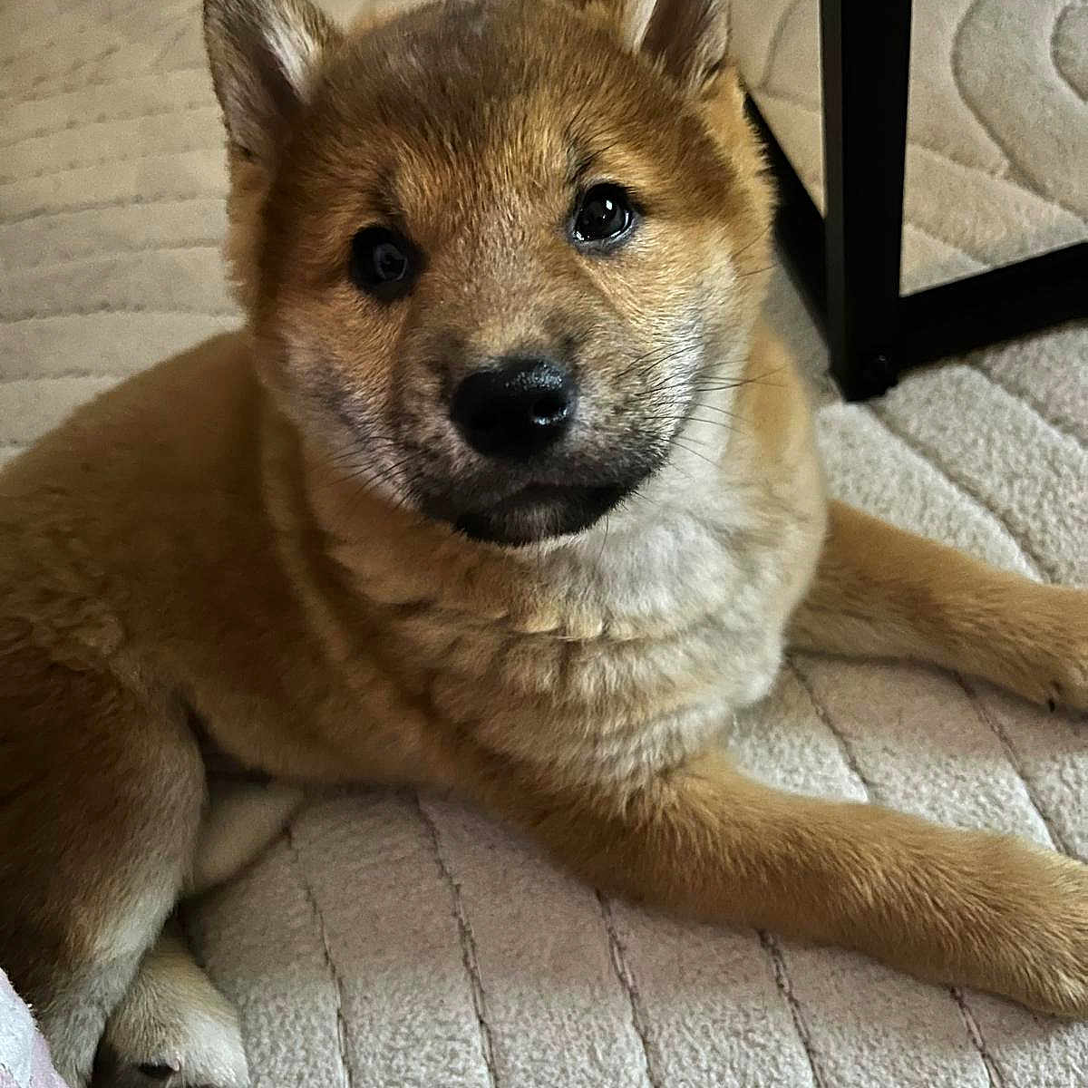 Aïko participe au concours pour gagner de l'argent avec cette photo : animal, brown, carpet, companion, cute, dog, domestic, ears, face, floor, fur, indoor, looking_up, nose, pet, puppy, relaxing, table_leg, whiskers, young