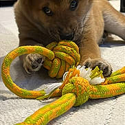 Aïko a rejoint le concours — aidez-le/la à gagner de superbes lots ! puppy, dog, toy, rope_toy, chewing, pet, animal, indoor, carpet, brown_fur, cute, young_dog, playful, close_up, paw, floor, pet_toy, fur, domestic_animal, lying_down