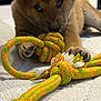 puppy, dog, toy, rope_toy, chewing, pet, animal, indoor, carpet, brown_fur, cute, young_dog, playful, close_up, paw, floor, pet_toy, fur, domestic_animal, lying_down
