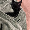 Aïna a rejoint le concours — aidez-le/la à gagner de superbes lots ! abyssinian, animal, blackcat, blanket, cat, homedecor, kitten, laundry, linen, manx, pet, quilt, towel