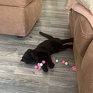 Aïna participe au concours pour gagner de l'argent avec cette photo : animal, architecture, blackcat, building, canine, cat, couch, cushion, dog, furniture, hardwood, homedecor, indoors, interiordesign, kitten, livingroom, pet, puppy, room, wood