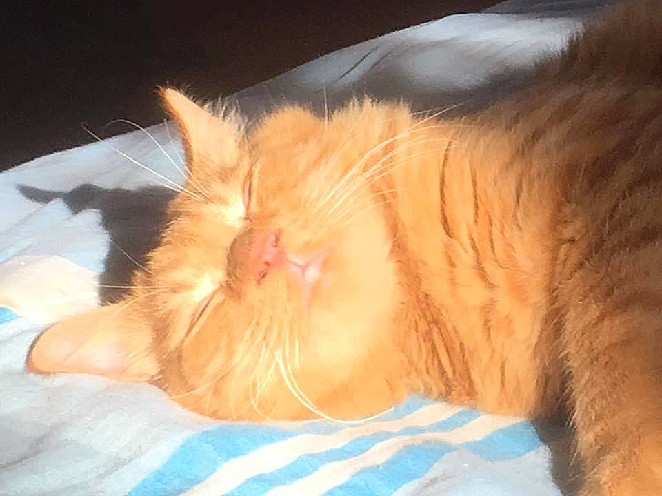 Mowgli participe au concours pour gagner de l'argent avec cette photo : bed, carnivore, cat, claw, comfort, domestic_short_haired_cat, ear, eye, fawn, felidae, foot, fur, human_leg, leg, paw, peach, small_to_medium_sized_cats, snout, tail, whiskers