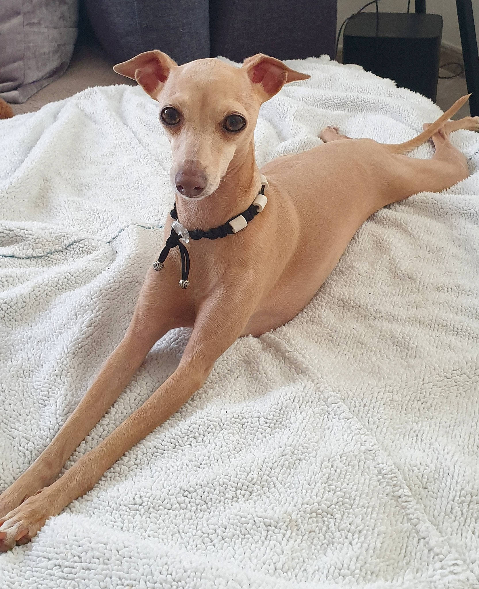 Ohana a rejoint le concours — aidez-le/la à gagner de superbes lots ! canidae, carnivore, collar, comfort, companion_dog, dog, dog_breed, dog_collar, dog_supply, fawn, paw, pet_supply, sighthound, sleeve, snout, sporting_group, terrestrial_animal, toy_dog, wood, working_animal