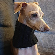 Ohana participe au concours pour gagner de l'argent avec cette photo : animal, black_clothing, blanket, companion, couch, cozy, cute, dog, domestic_animal, ears, furniture, indoor, knitted_wear, looking_away, pet, relaxed, short_hair, side_view, sitting, small_dog