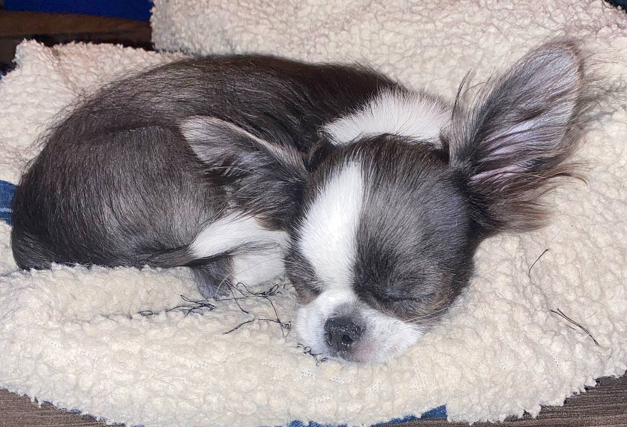 Spyro joined the competition — help win amazing prizes! art, bored, canidae, carnivore, comfort, companion_dog, dog, dog_breed, ear, fur, nap, non_sporting_group, paw, sleep, snout, sporting_group, terrestrial_animal, toy_dog, whiskers, working_animal