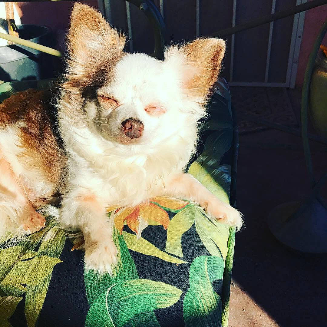 Sonic is registered to the contest to win money with this photo: canidae, carnivore, chihuahua, companion_dog, dog, dog_breed, ear, fawn, fur, papillon, pomeranian, puppy, puppy_love, snout, toy_dog, whiskers