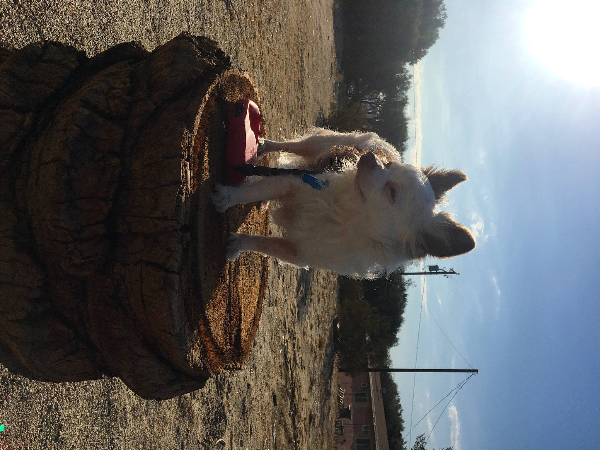 Sonic joined the competition — help win amazing prizes! art, snout, tree, wood