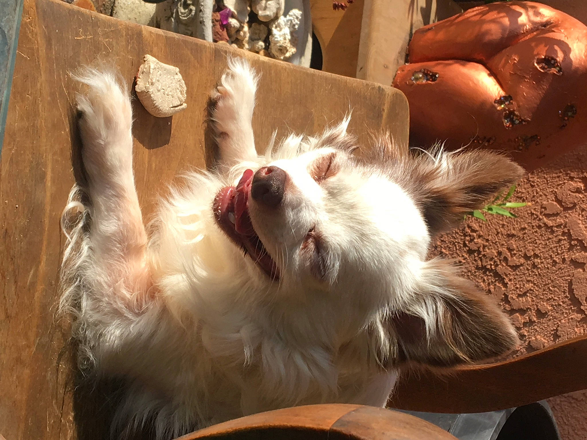 Sonic is registered to the contest to win money with this photo: canidae, carnivore, companion_dog, dog, dog_breed, ear, sporting_group