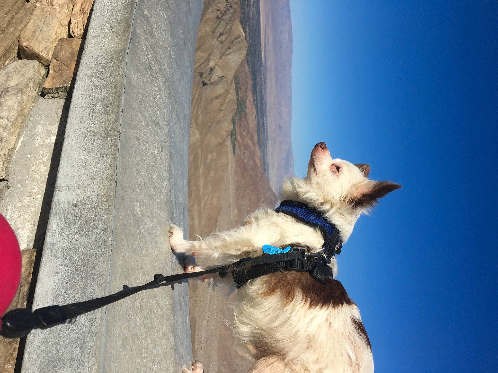 Sonic joined the competition — help win amazing prizes! adventure, canidae, carnivore, dog, dog_breed, leash, non_sporting_group, white_shepherd