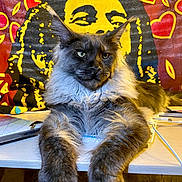 Loki is registered to the contest to win money with this photo: cat, fluffy, desk, tapestry, colorful, hearts, portrait, animal, feline, relaxed, stretching, indoor, decor, artistic, background, table, long_paws, black, yellow, red