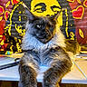 cat, fluffy, desk, tapestry, colorful, hearts, portrait, animal, feline, relaxed, stretching, indoor, decor, artistic, background, table, long_paws, black, yellow, red