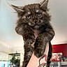 Loki joined the competition — help win amazing prizes! kitten, cat, pet, animal, furry, ears, indoors, tattoo, hand, fur, closeup, cute, young, domestic, mammal, portrait, holding, expression, background, home
