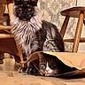 Loki joined the competition — help win amazing prizes! cat, indoor, paper_bag, floor, wooden_floor, wallpaper, furniture, chair, long_hair, pet, animal, two_cats, curious, playful, resting, domestic, brown, black, white, cute