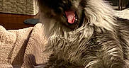 Loki joined the competition — help win amazing prizes! dog, fluffy, blanket, indoor, pet, cozy, fur, yawning, mouth_open, ears, home, fireplace, stocking, furniture, wood, animal, relaxing, resting, domestic, mammal