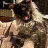 dog, fluffy, blanket, indoor, pet, cozy, fur, yawning, mouth_open, ears, home, fireplace, stocking, furniture, wood, animal, relaxing, resting, domestic, mammal