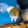 bed, blanket, brown, cozy, cute, dog, floor, fluffy, furniture, happy, home, indoor, looking_up, pet, pillow, pomeranian, power_strip, remote_control, table, white