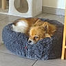 animal, brown_and_white, cat_house, corner, cozy, dog, ears, floor, fluffy, furniture, home, indoor, looking, pet_bed, quiet, relaxed, resting, scratching_post, small_dog, tile