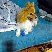 Prince participe au concours pour gagner de l'argent avec cette photo : animal, ball, blanket, blue_couch, cute, dog, floor, fur, happy, indoor, paw, pet, pillow, playful, pom, pomeranian, relaxed, slippers, small_dog, tongue_out