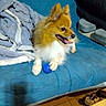 animal, ball, blanket, blue_couch, cute, dog, floor, fur, happy, indoor, paw, pet, pillow, playful, pom, pomeranian, relaxed, slippers, small_dog, tongue_out