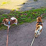 animal, brown_dog, canine, daytime, dog, fall_leaves, grass, greenery, harness, leash, nature, outdoor, park, pavement, pet, shadow, sunlight, walk, walking, white_dog
