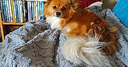Prince participe au concours pour gagner de l'argent avec cette photo : animal, blanket, brown, cozy, cute, dog, dvds, fluffy, fur, furniture, home, indoor, pet, portrait, red_suitcase, relaxing, resting, shelf, small_dog, white_tail