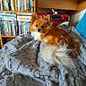 animal, blanket, brown, cozy, cute, dog, dvds, fluffy, fur, furniture, home, indoor, pet, portrait, red_suitcase, relaxing, resting, shelf, small_dog, white_tail