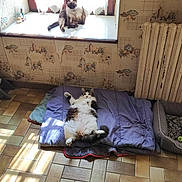 Gribouille participe au concours pour gagner de l'argent avec cette photo : cat, window, sunlight, mattress, floor, tile_floor, radiator, vintage_wallpaper, indoor, relaxed, pet, feline, resting, cozy, curtains, home, animal, sitting, lying, daylight