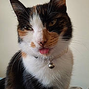 Skitty a rejoint le concours — aidez-le/la à gagner de superbes lots ! animal, bell, calico_cat, cat, close_up, collar, cute, domestic_cat, ears, expression, face, feline, fur, indoor, mammal, nose, pet, portrait, tongue_out, whiskers
