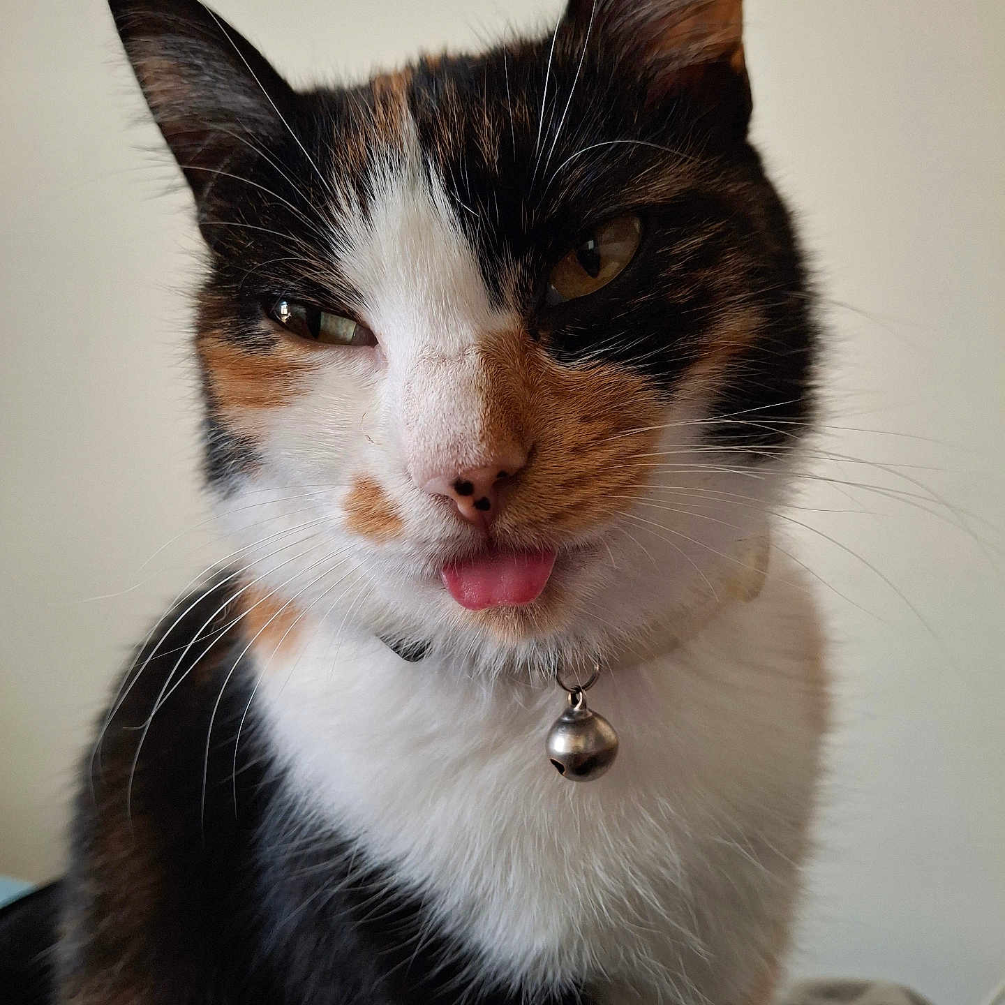 Skitty