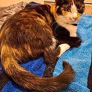 Skitty a rejoint le concours — aidez-le/la à gagner de superbes lots ! animal, black, calico, cat, close_up, ears, eyes, feline, fur, indoor, multicolored, orange, pet, portrait, relaxed, sitting, tail, towel, whiskers, white
