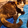 animal, black, calico, cat, close_up, ears, eyes, feline, fur, indoor, multicolored, orange, pet, portrait, relaxed, sitting, tail, towel, whiskers, white