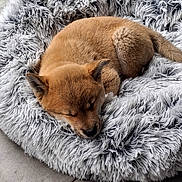 Attila participe au concours pour gagner de l'argent avec cette photo : adorable, animal, brown_fur, canine, companion, cozy, curled_up, cute, dog, floor, fluffy, fur, indoors, pet_bed, puppy, relaxed, resting, sleeping, small, soft