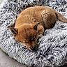 adorable, animal, brown_fur, canine, companion, cozy, curled_up, cute, dog, floor, fluffy, fur, indoors, pet_bed, puppy, relaxed, resting, sleeping, small, soft