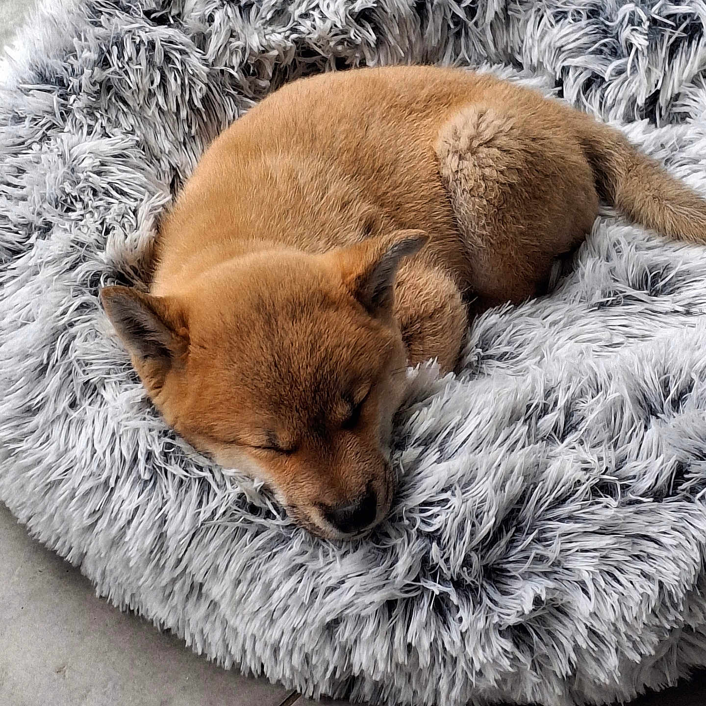 Attila participe au concours pour gagner de l'argent avec cette photo : adorable, animal, brown_fur, canine, companion, cozy, curled_up, cute, dog, floor, fluffy, fur, indoors, pet_bed, puppy, relaxed, resting, sleeping, small, soft